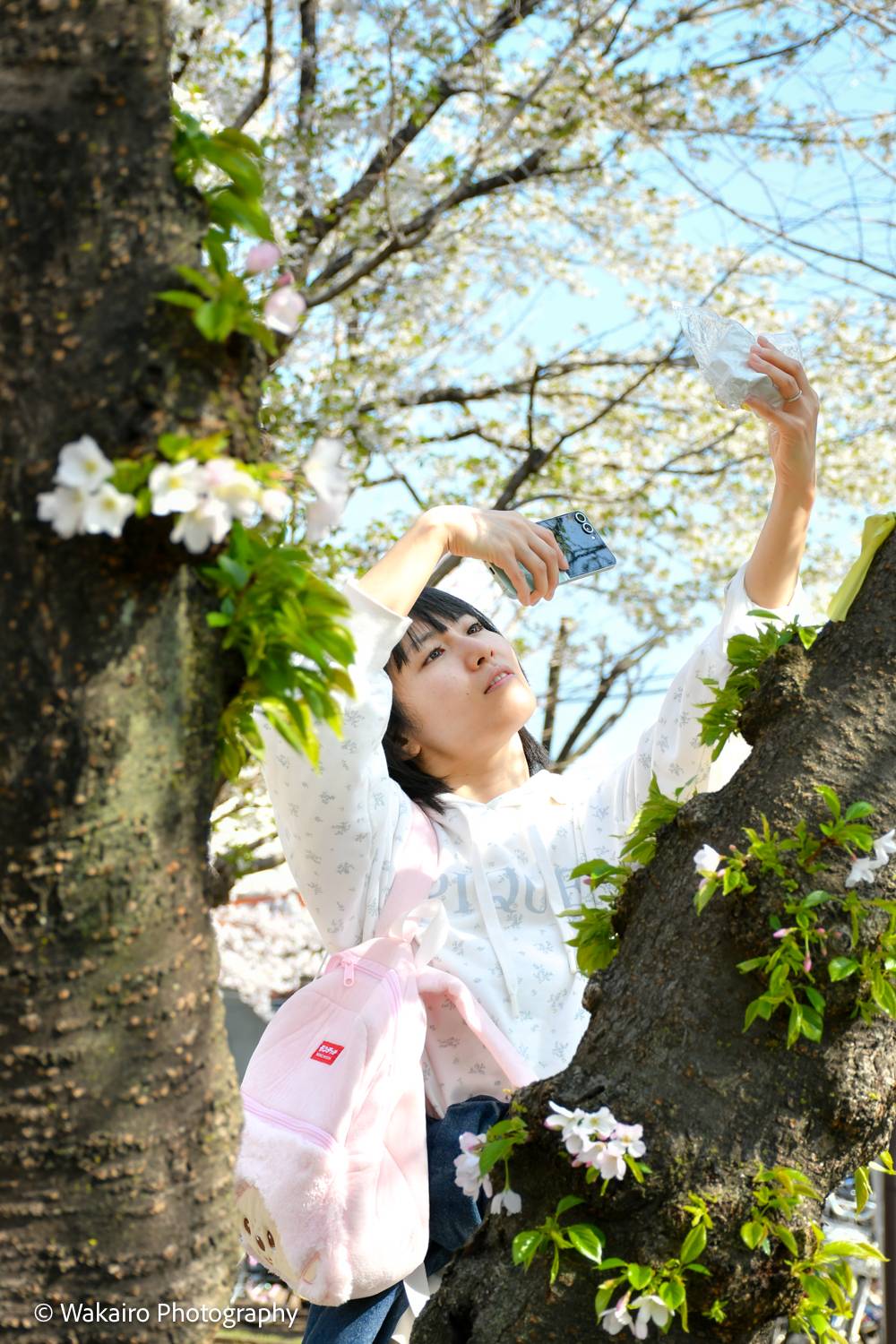 荒川フォト 尾久の原公園シダレザクラ祭り