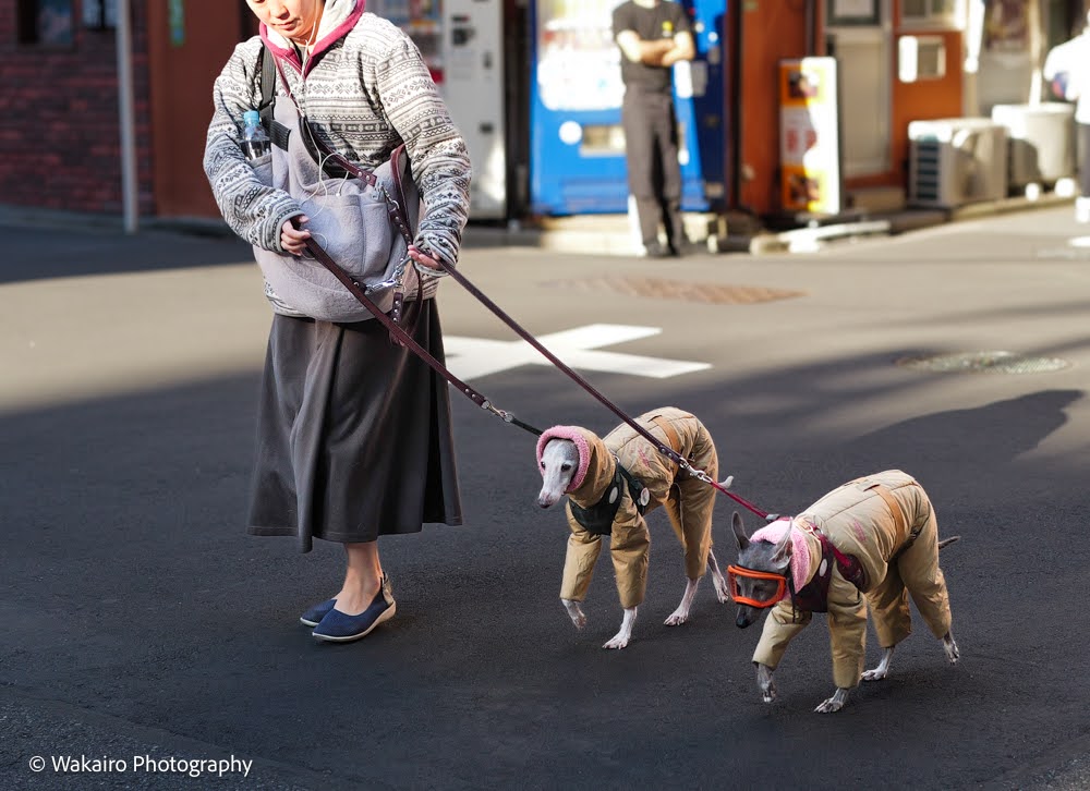 荒川フォト 犬の散歩 一油そば近く