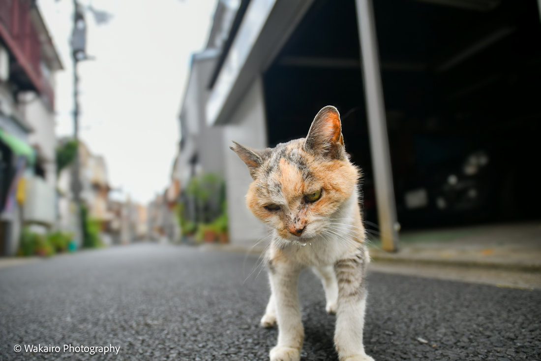 荒川フォト 西日暮里6丁目の有名な猫 #2