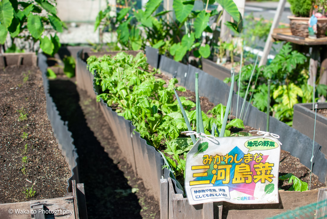 地元野菜 三河島菜