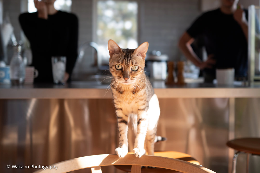 荒川区 ペット撮影