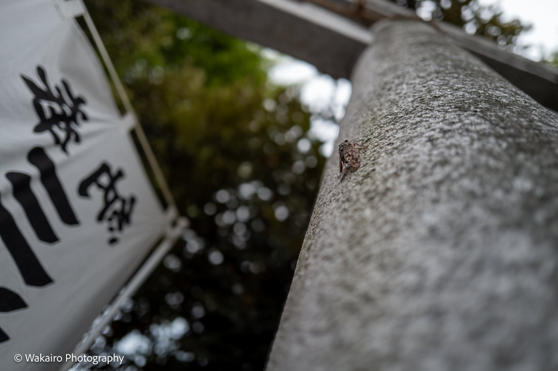 荒川 三河島稲荷神社