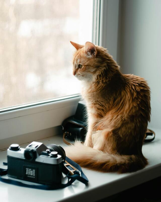 荒川区 ペット 写真撮影 カメラマン フォトグラファー 写真家